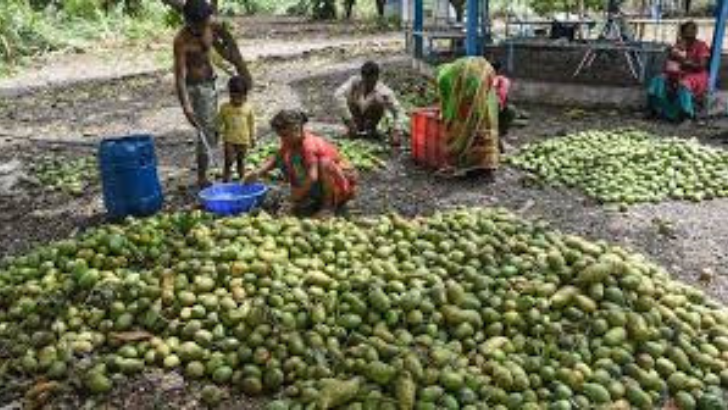 https://www.salarnews.in/public/uploads/images/newsimages/maannewsimage19062025_001024_mangoes.png