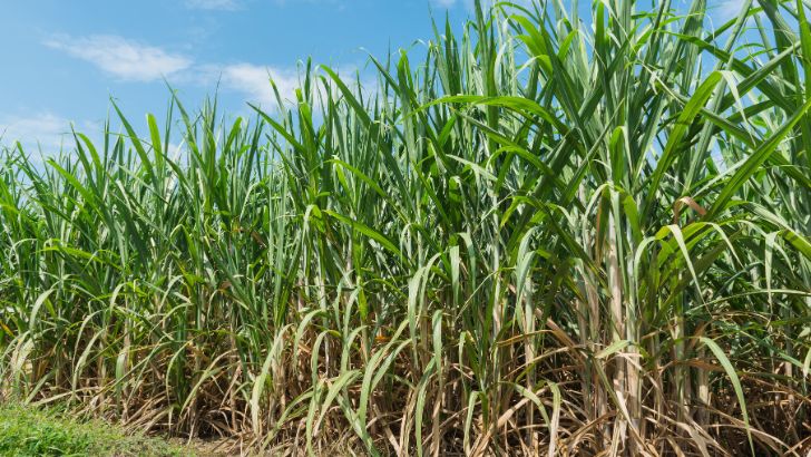 https://www.salarnews.in/public/uploads/images/newsimages/maannewsimage20092026_214806_sugarcane.jpg