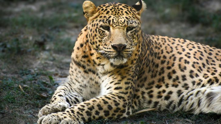 https://www.salarnews.in/public/uploads/images/newsimages/maannewsimage26072026_223629_leopard.jpg
