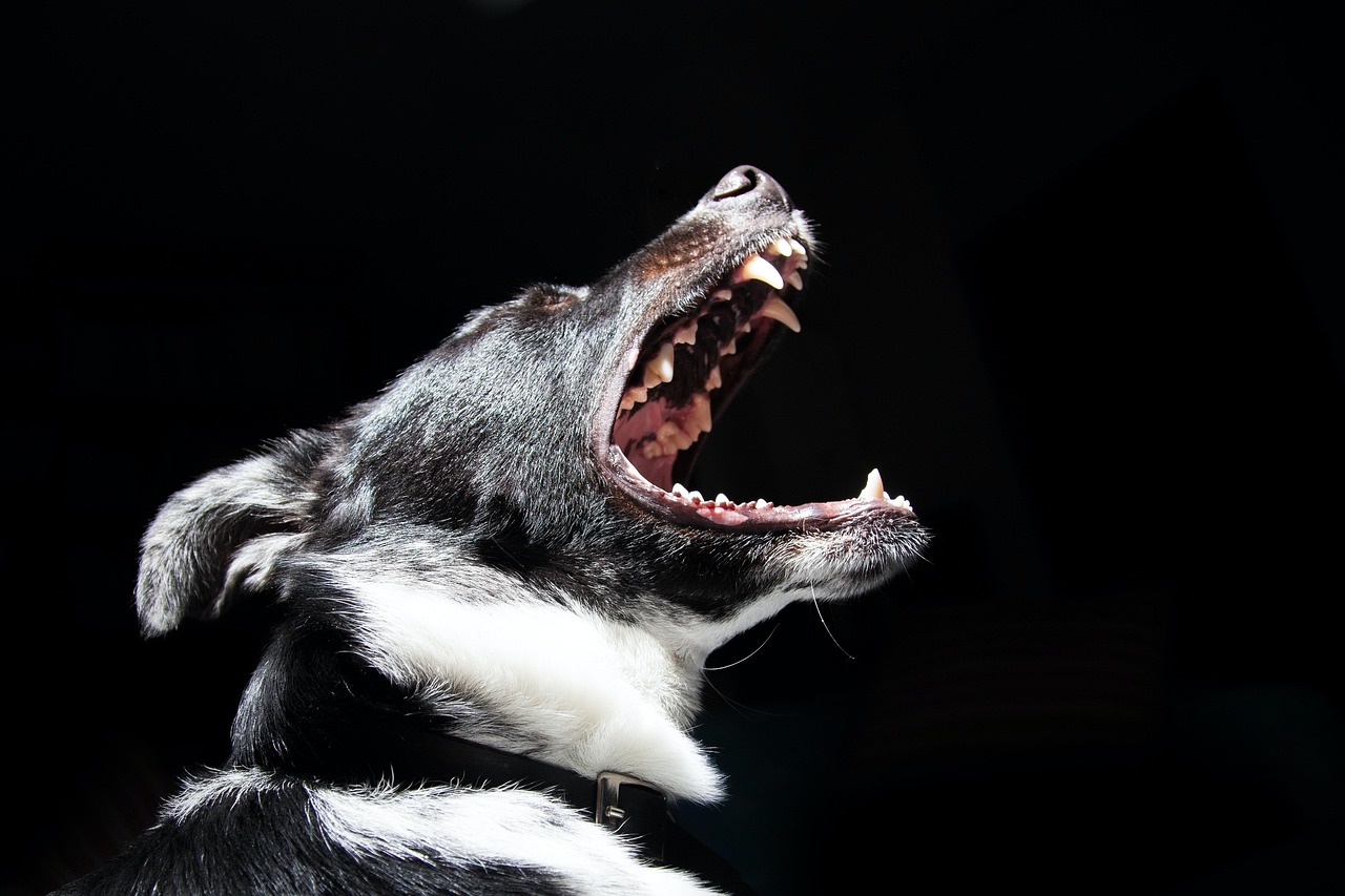 https://www.salarnews.in/public/uploads/images/newsimages/maannewsimage27052026_035311_maannewsimage01012026_214226_dog-8114738_1280.jpg